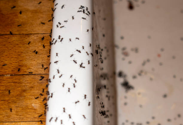 Best Ant Control Services  in Beach Haven, NJ