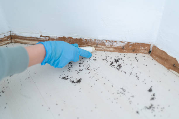 Best Termite Control Services  in Beach Haven, NJ